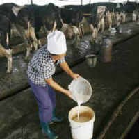 Harga Pakan Melonjak, Peternak Desak Harga Susu Naik