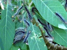 Kebun Singkong dan Pisang di Pamekasan Diserang Ulat Bulu