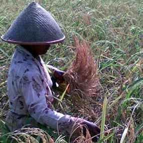 Cegah Akal-akalan Tender, Kementan Mulai Pakai Internet