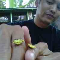Laba-laba Aneh di Mojokerto Spesies Gasteracantha Cancriformis