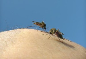 Mengapa Malaria Sulit Dibasmi?
