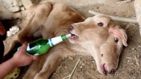 Lihat Sapinya Lahir Berkepala Dua, Seorang Nenek Pingsan