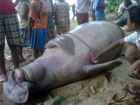 Ikan Mirip Anjing Laut Terjaring Nelayan Sumenep