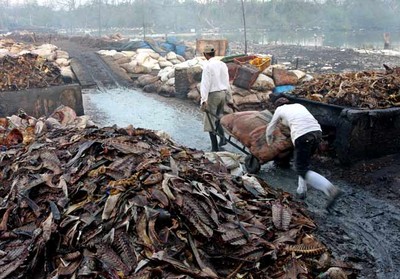 Melihat Pengeringan Sampah Ikan dari Dekat