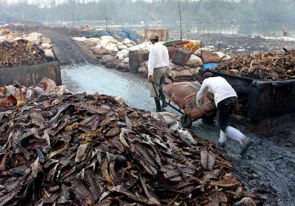 Melihat Pengeringan Sampah Ikan dari Dekat
