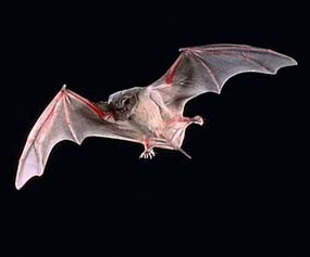 Atap Sekolah Jadi Sarang Kelelawar, Ratusan Siswa Diberi Masker