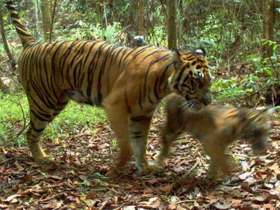 Harimau Sumatera Bermain dengan Anaknya