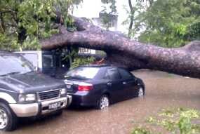 Pohon Kapuk Tumbang & Timpa Warung di Jalan Kramat Jati