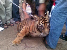 Yuk! Nonton Parade Satwa Langka di Ragunan Besok
