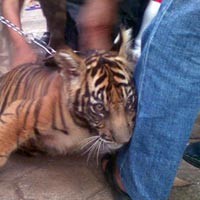 Yuk! Nonton Parade Satwa Langka di Ragunan Besok