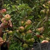 Harga Apel Malang Terjun Bebas, Petani Memelas