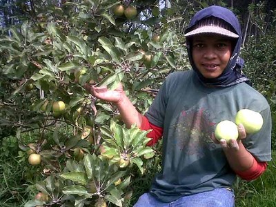 Harga Apel Malang Tumbang