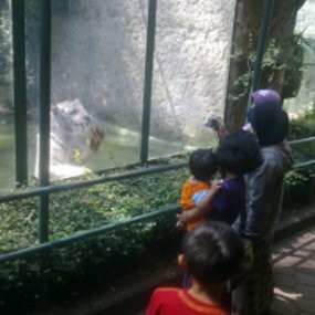 Sepasang Musang Amerika Ramaikan Bonbin Bandung