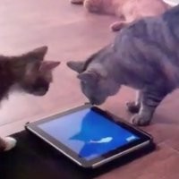 Game iPad untuk Kucing Mulai Banyak 