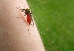 Virus Nyamuk Mematikan Menyerang Australia