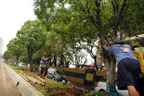 Tebang Ratusan Pohon, Jakarta Menuju Kota Kematian