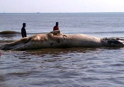 Bangkai Paus Membusuk di Laut Situbondo