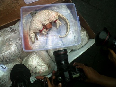 Penyelundupan Daging Trenggiling Digagalkan