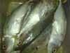 Memilih Ikan Kembung