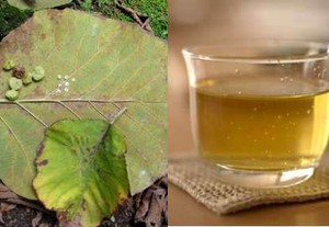 Teh Daun Jati Punya Khasiat Turunkan Berat Badan