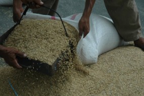 Petani Sumsel Dapat Benih Padi Unggul Asli Tahan Cuaca