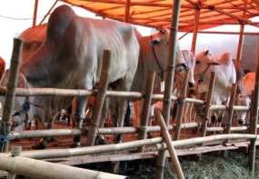 Australia Stop Suplai Sapi ke RI Karena Pemotongannya Biadab
