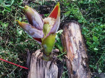 Pisang Tumbuh di Atas Batang yang Ditebang