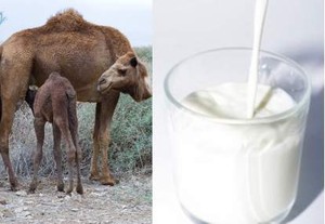 Susu Unta Punya Manfaat Besar
