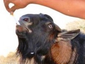 Beken, Si Kambing yang Suka Makan Rokok