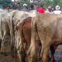 Pedagang Bantah Video Rekayasa Kekerasan Sapi di Binjai 