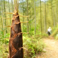 Makan Bambu Muda Bisa Langsing dan Tak Mudah Kena Kanker