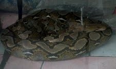 Ular Piton Hebohkan Warga Kebon Jeruk