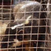 Musang Bermoncong Aneh Gegerkan Warga