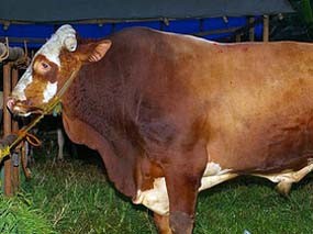 Anggota DPR: Stop Kirim Sapi ke RI, Australia Lakukan Blunder