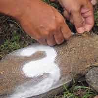 12 Anakan Komodo KBS Kembali Dipasangi Microchip