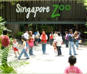 Mengintip Kehidupan Satwa di Singapura