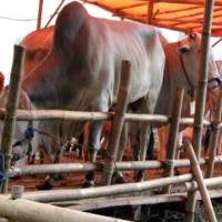 Daripada Hilang Kedaulatan, Mending Tak Makan Sapi Australia