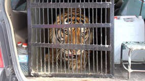 Wow! Harimau Ditemukan di Bagasi Sebuah Mobil