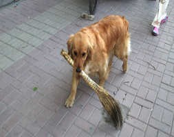 Anjing yang Pintar Menyapu