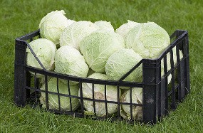 Thailand Temukan Bakteri E. Coli pada Kol dari Eropa