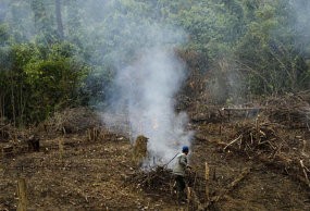 Menhut Minta Rehabilitasi Hutan Libatkan TNI