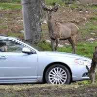 Volvo Bikin Fitur Pendeteksi Hewan Liar