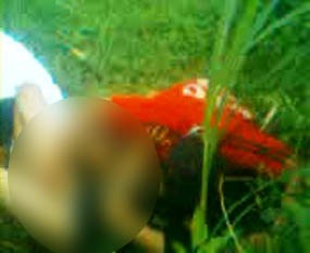 Video Pesta Seks 3 Remaja Guncang Lumajang