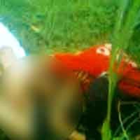 Video Pesta Seks 3 Remaja Guncang Lumajang