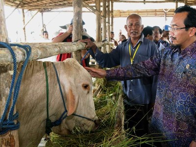 Peternak Siap Penuhi Kebutuhan Daging Lokal