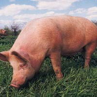 Ilmuwan Gunakan Tubuh Babi untuk Tumbuhkan Organ Manusia