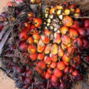 3 PTPN Garap Proyek Kebun Sawit dan Karet Rp 2 Triliun