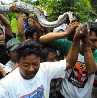 Warga Kabandungan Bogor Geger Temukan Ular Piton 4 Meter