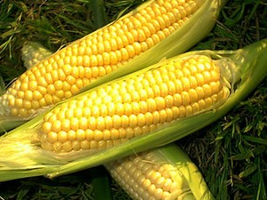 Jagung Camilan Sehat dan Murah