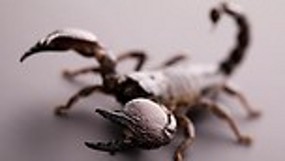 Awww! Pria AS Disengat Kalajengking di Pesawat